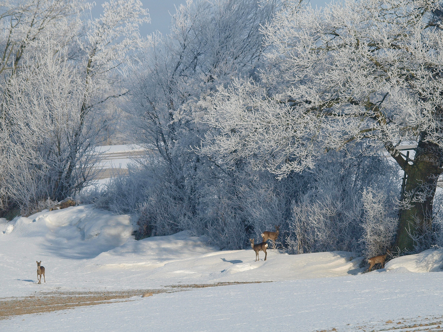 Ruhe, Rauhreif und Rehe