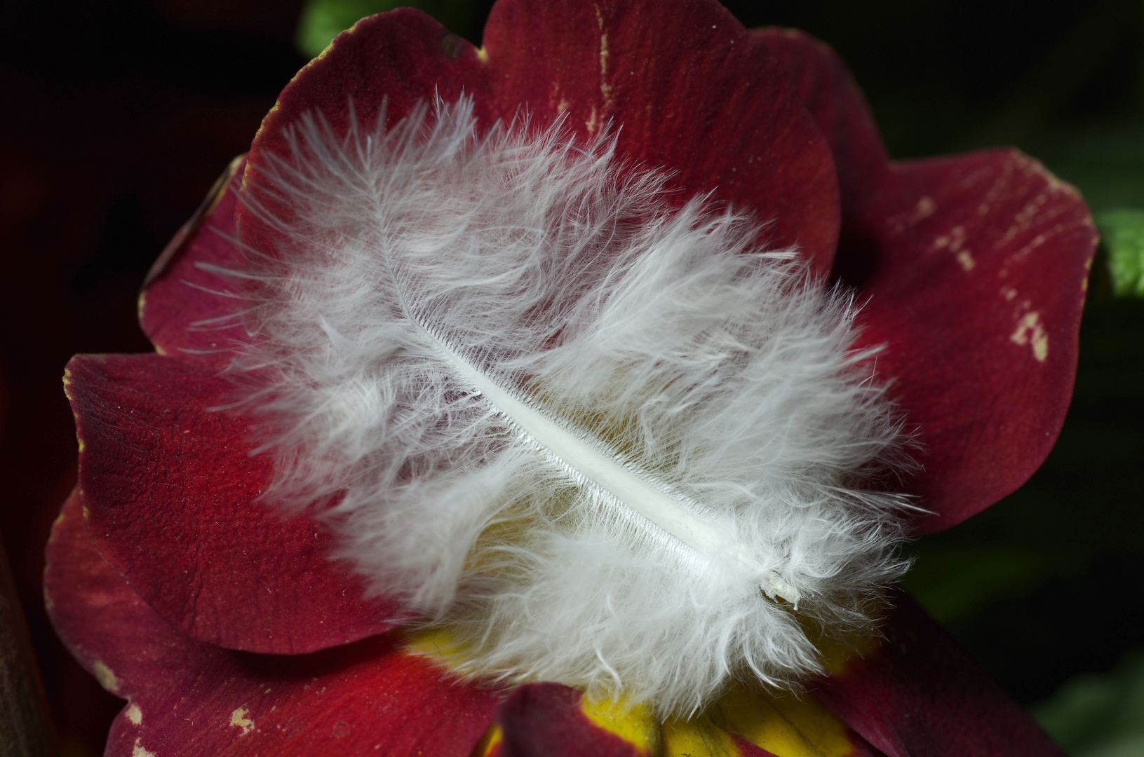 ruhe sanft kleine weiche Feder