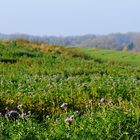 Ruhe über der Landschaft . . .