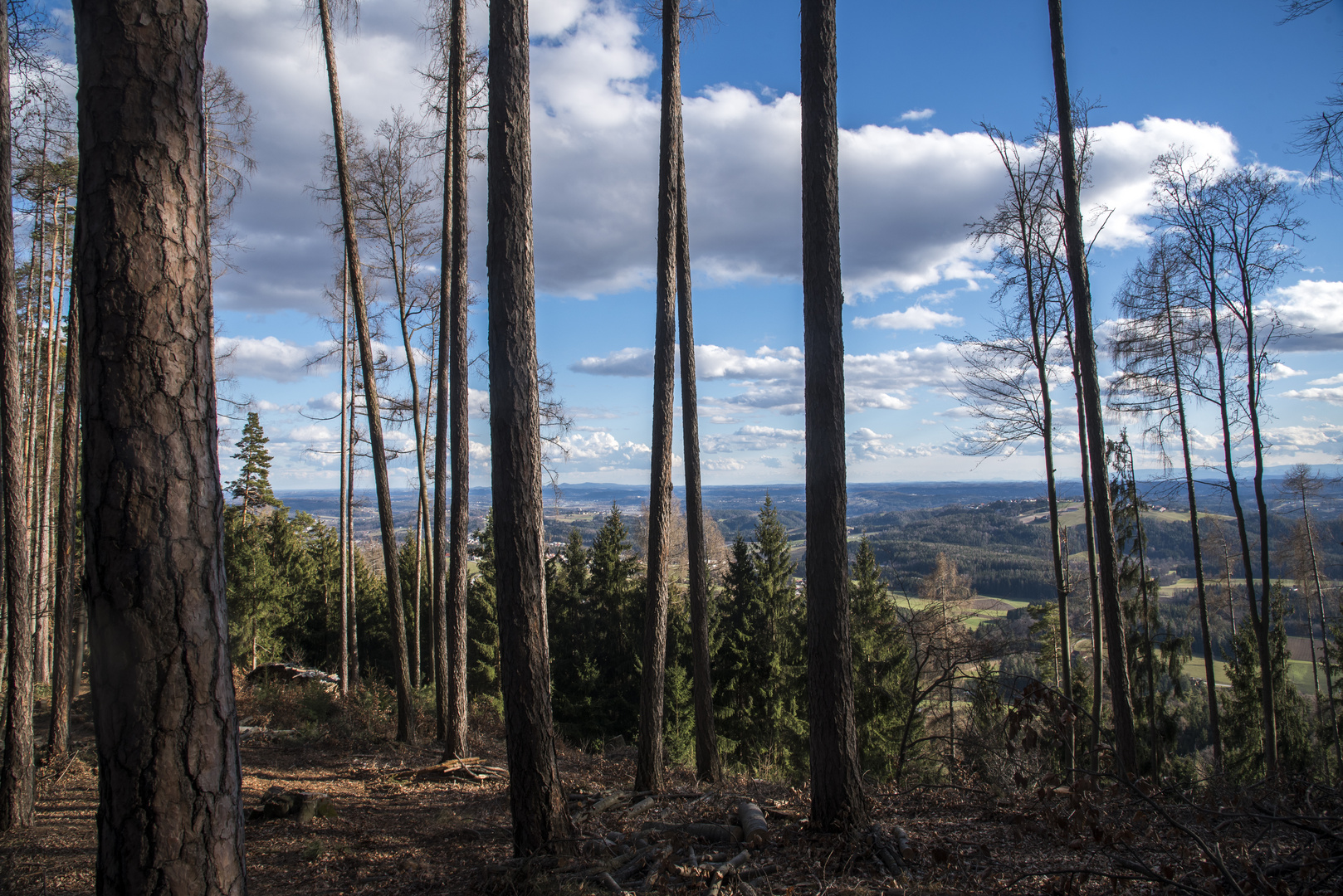 Ruhe und Erholung im Wald