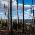 Ruhe und Erholung im Wald