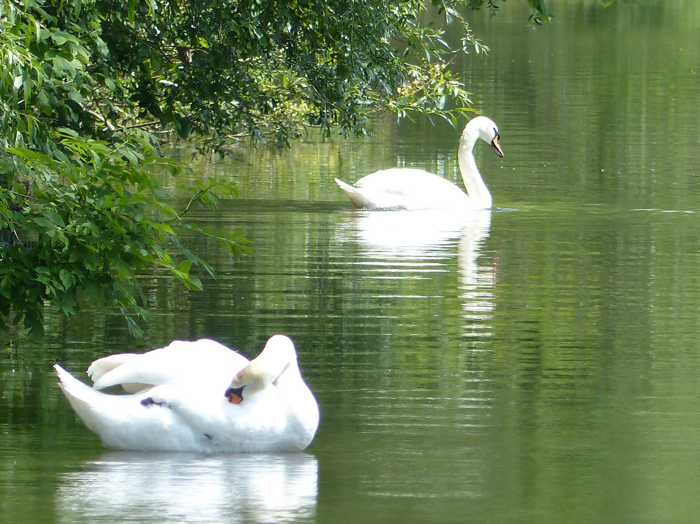 Ruhe und Frieden Foto & Bild tiere, wildlife, wildlife sonstige