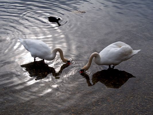 Ruhe und Frieden am See ...