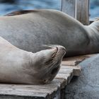 Ruhe vor dem (An-)sturm - Zoo Hannover 