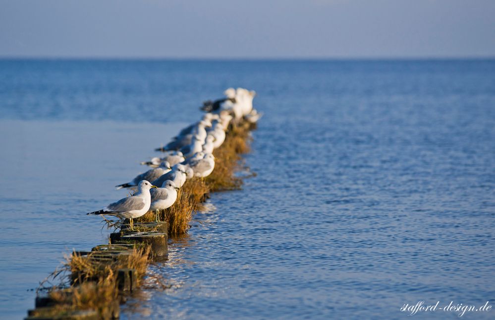 Ruhe vot dem Sturm? Foto & Bild tiere, wildlife, wild lebende vögel Bilder auf Ruhe vot dem Sturm? Foto & Bild tiere, wildlife, wild lebende vögel Bilder auf