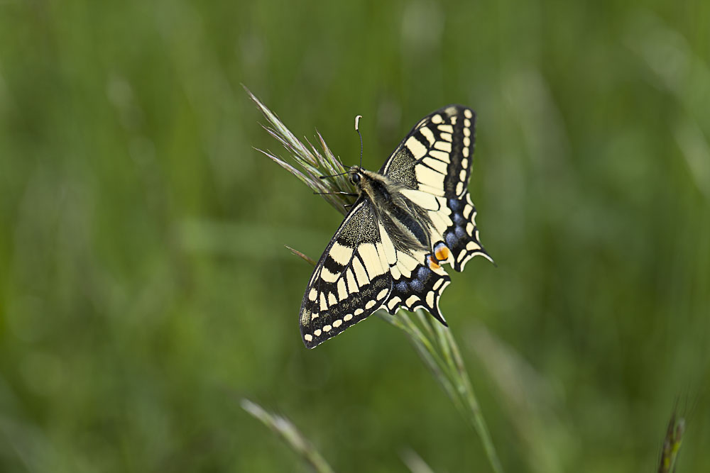 RUHELOS