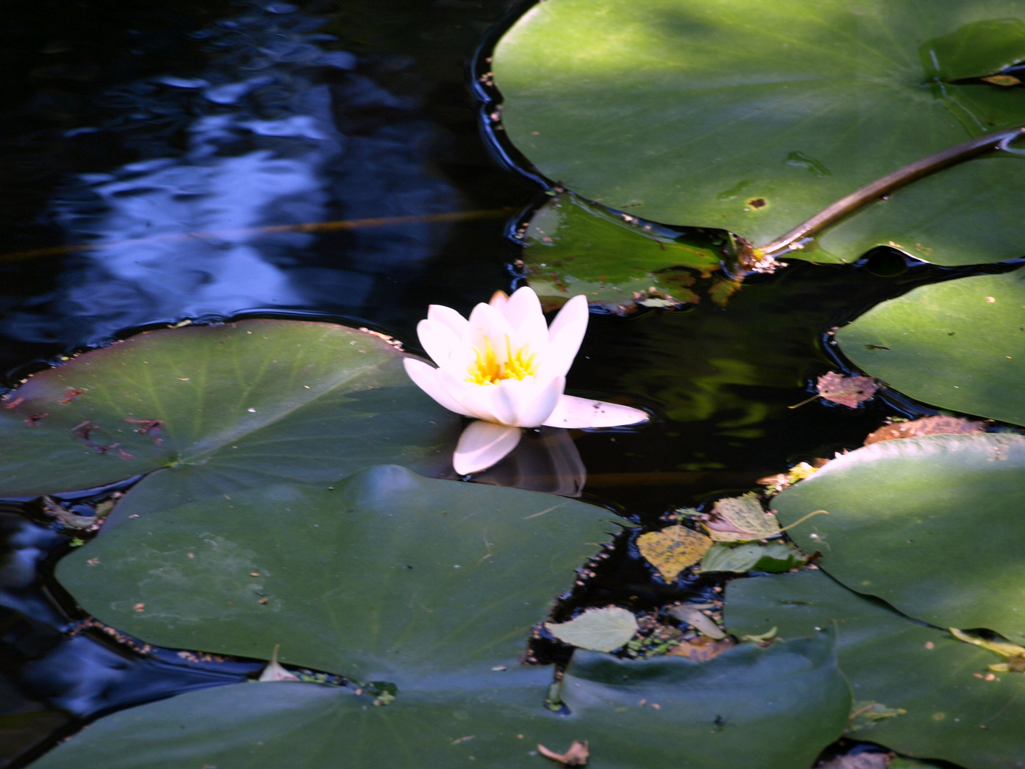 Ruhemoment am Wasser mit Seerose