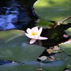 Ruhemoment am Wasser mit Seerose