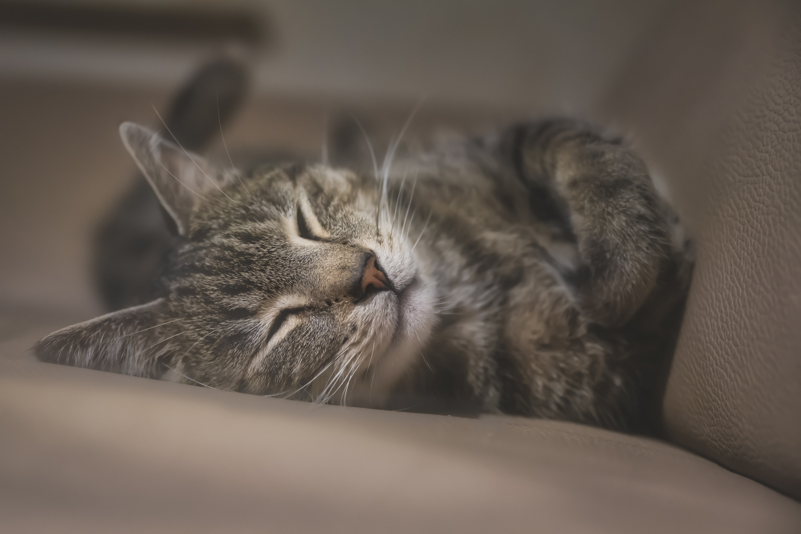 Ruhen in Morpheus Armen Foto & Bild | tiere, haustiere, katzen Bilder ...