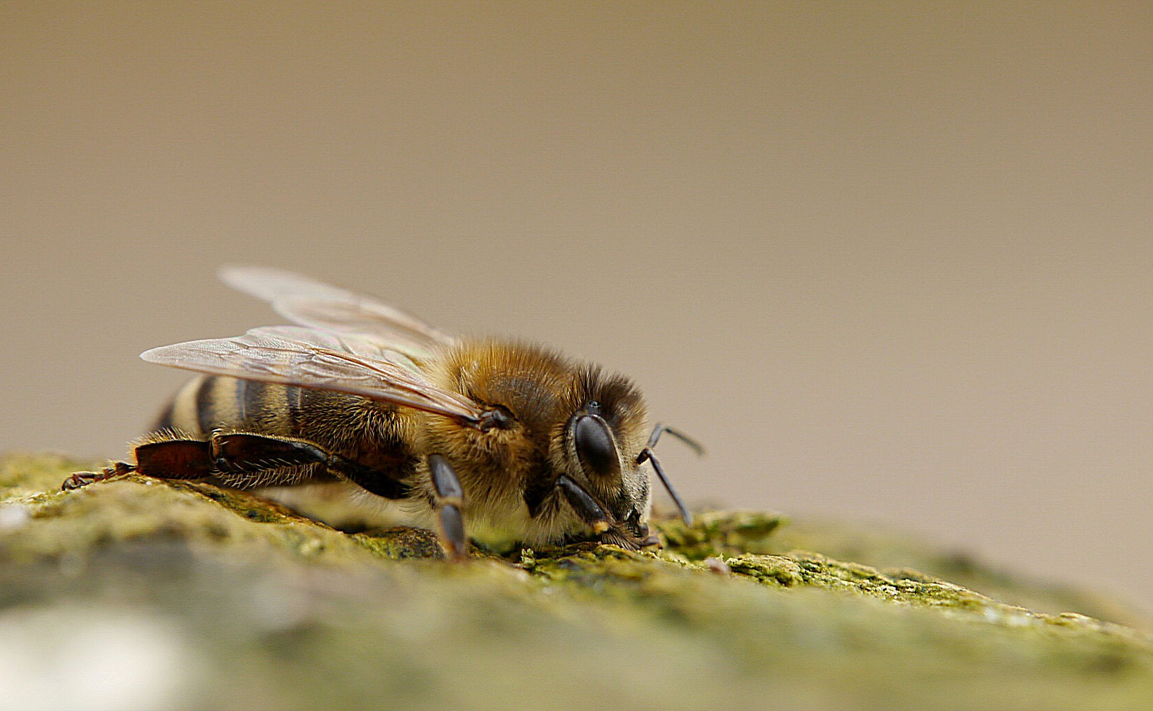 Ruhende Biene