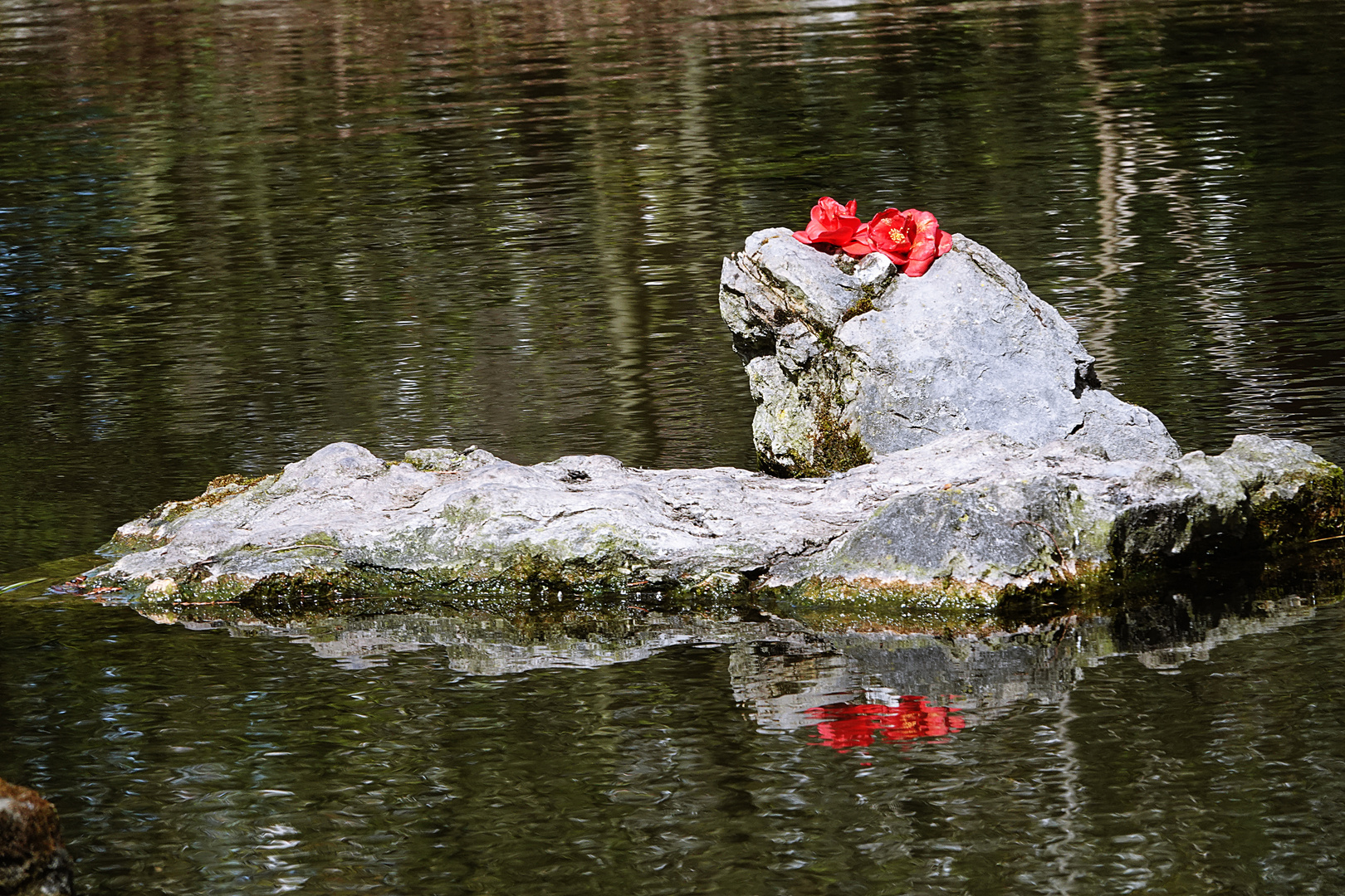 ruhende Blüten auf dem Stein