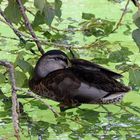 Ruhende Ente auf Pappelkissen