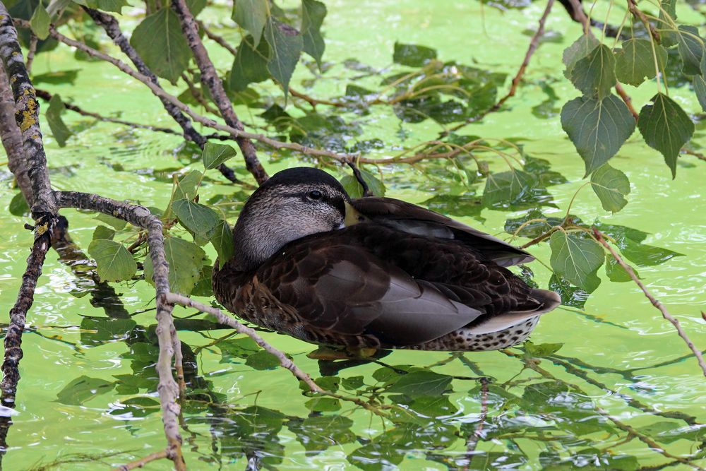 Ruhende Ente auf Pappelkissen