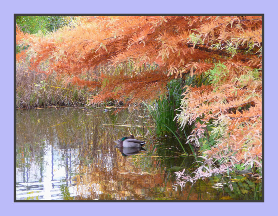 Ruhende Enten im Farbenrausch