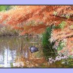 Ruhende Enten im Farbenrausch