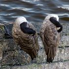 Ruhende Gänse im Park von Weiskirchen