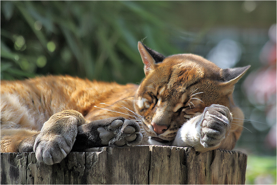 goldkatze