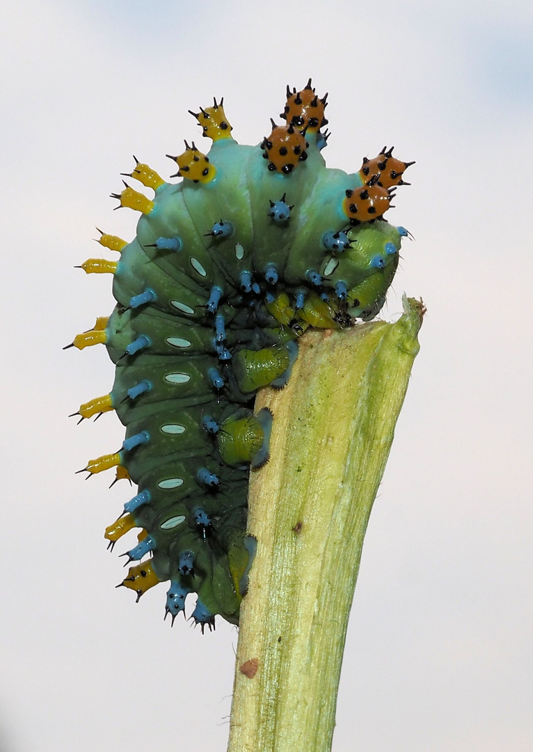 Ruhende Hyalophora cecropia Raupe