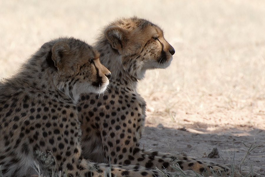 Ruhende Jäger - Kgalagadi Nationalpark