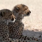 Ruhende Jäger - Kgalagadi Nationalpark