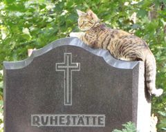 Ruhende Katze