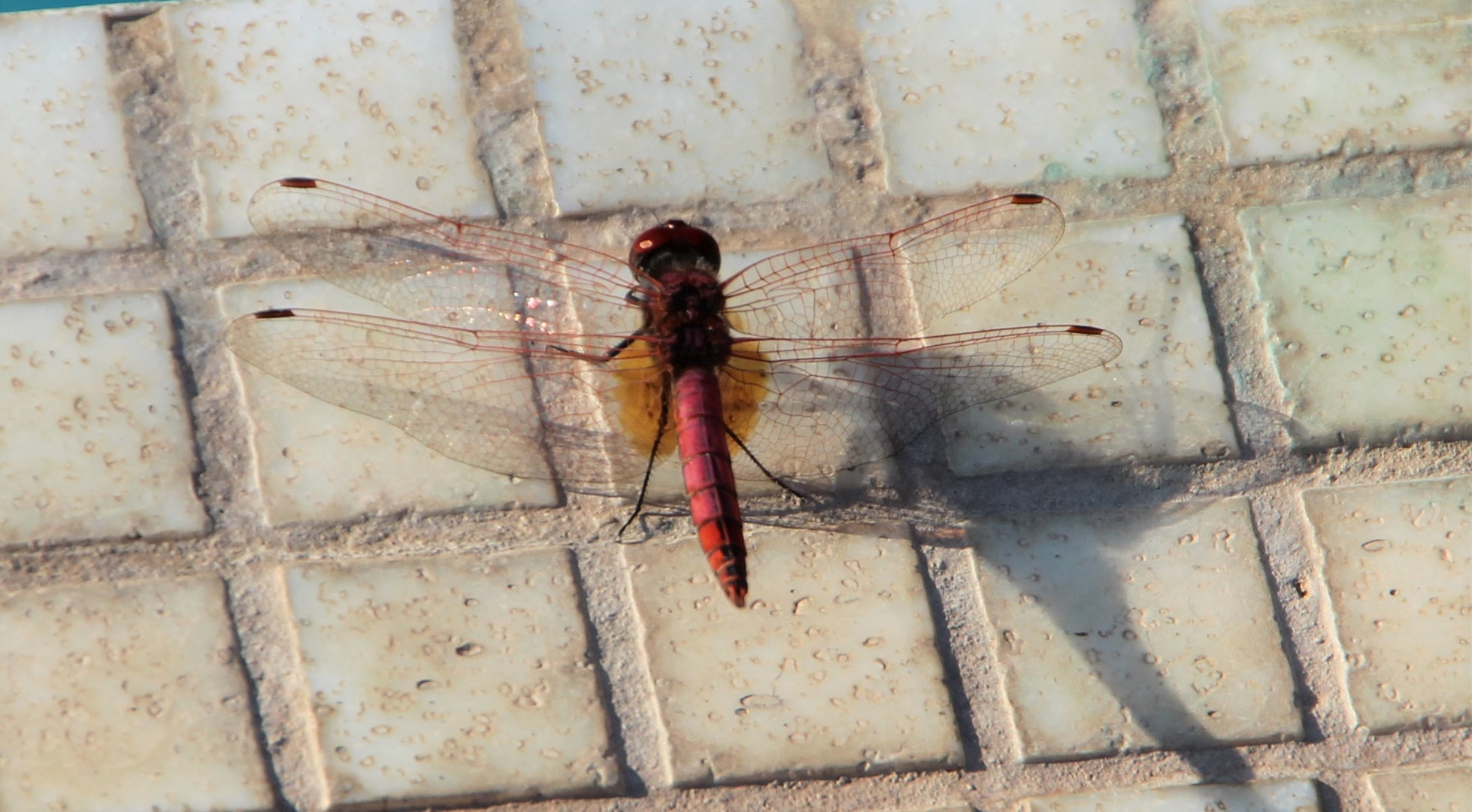 Ruhende Libelle am Swimming Pool