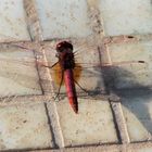 Ruhende Libelle am Swimming Pool