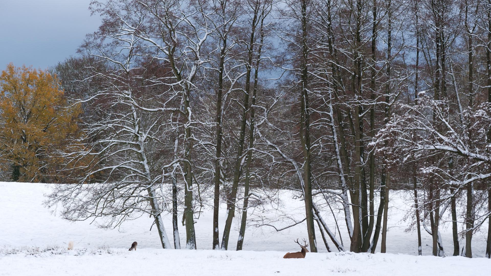 Ruhende Natur