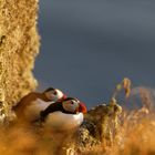 ruhende Papageientaucher im Sonnenlicht