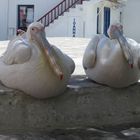 Ruhende Pelikane auf Mykonos