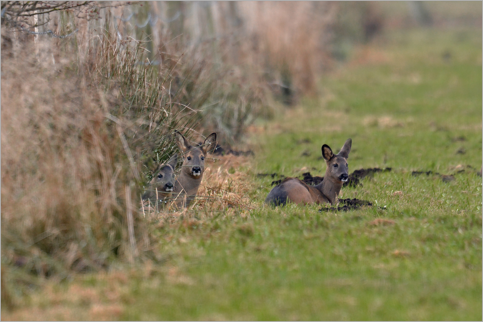 Ruhende Rehe