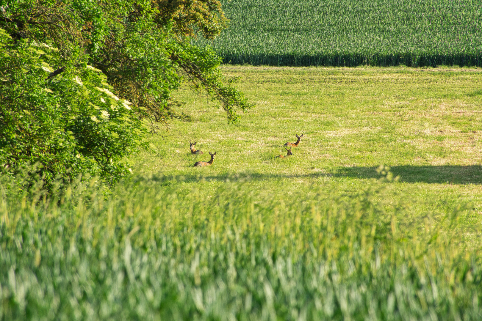 ruhende Rehe