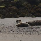 Ruhende Robben Düne Helgoland 