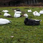 Ruhende Schneegänse....warten auf besseres Wetter ...