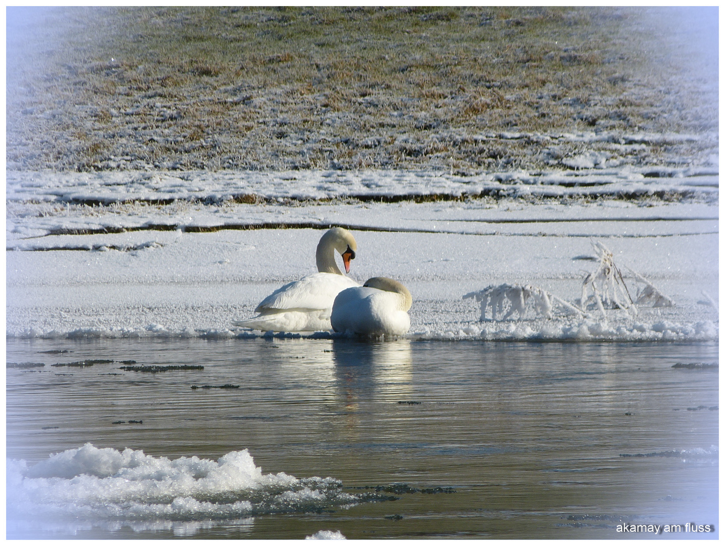 Ruhende Schwäne an der Eisweser 2012