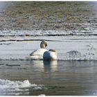 Ruhende Schwäne an der Eisweser 2012