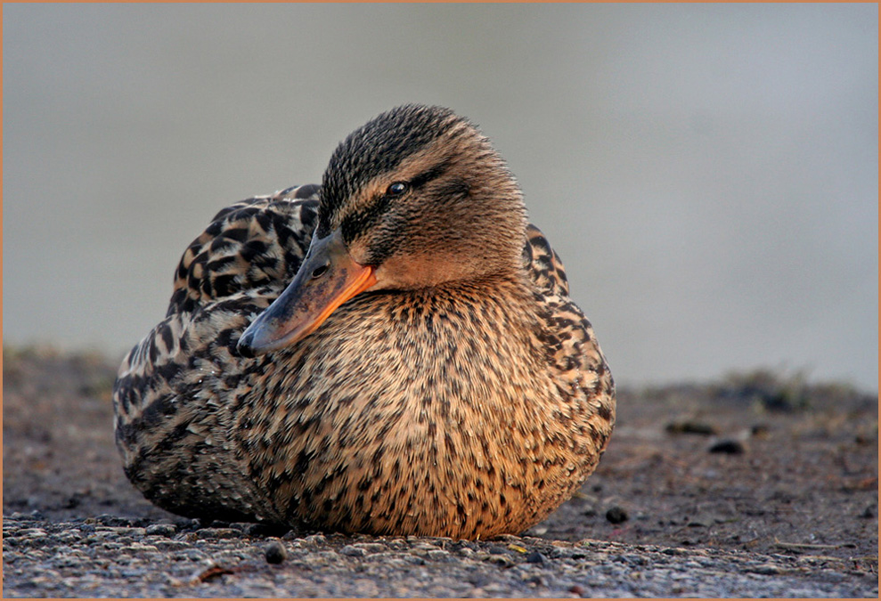 Ruhende Stockente