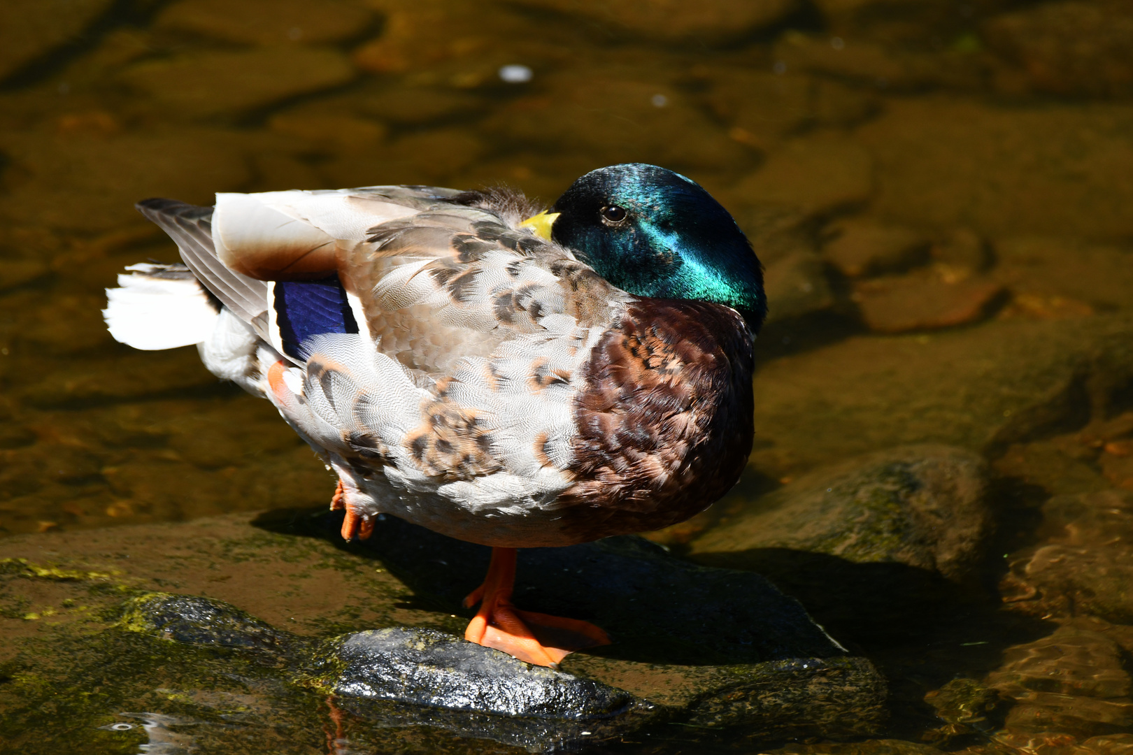 ruhende Stockente