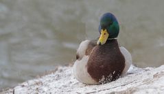 Ruhende Stockente, männlich
