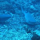 Ruhende Weißspitzenriffhaie