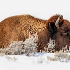 Ruhender Bison