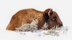 Ruhender Bison