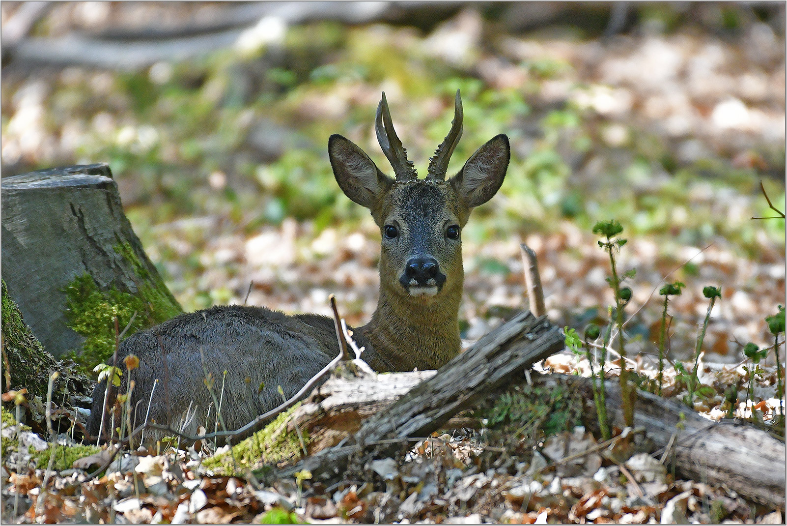 Ruhender Bock   . . .