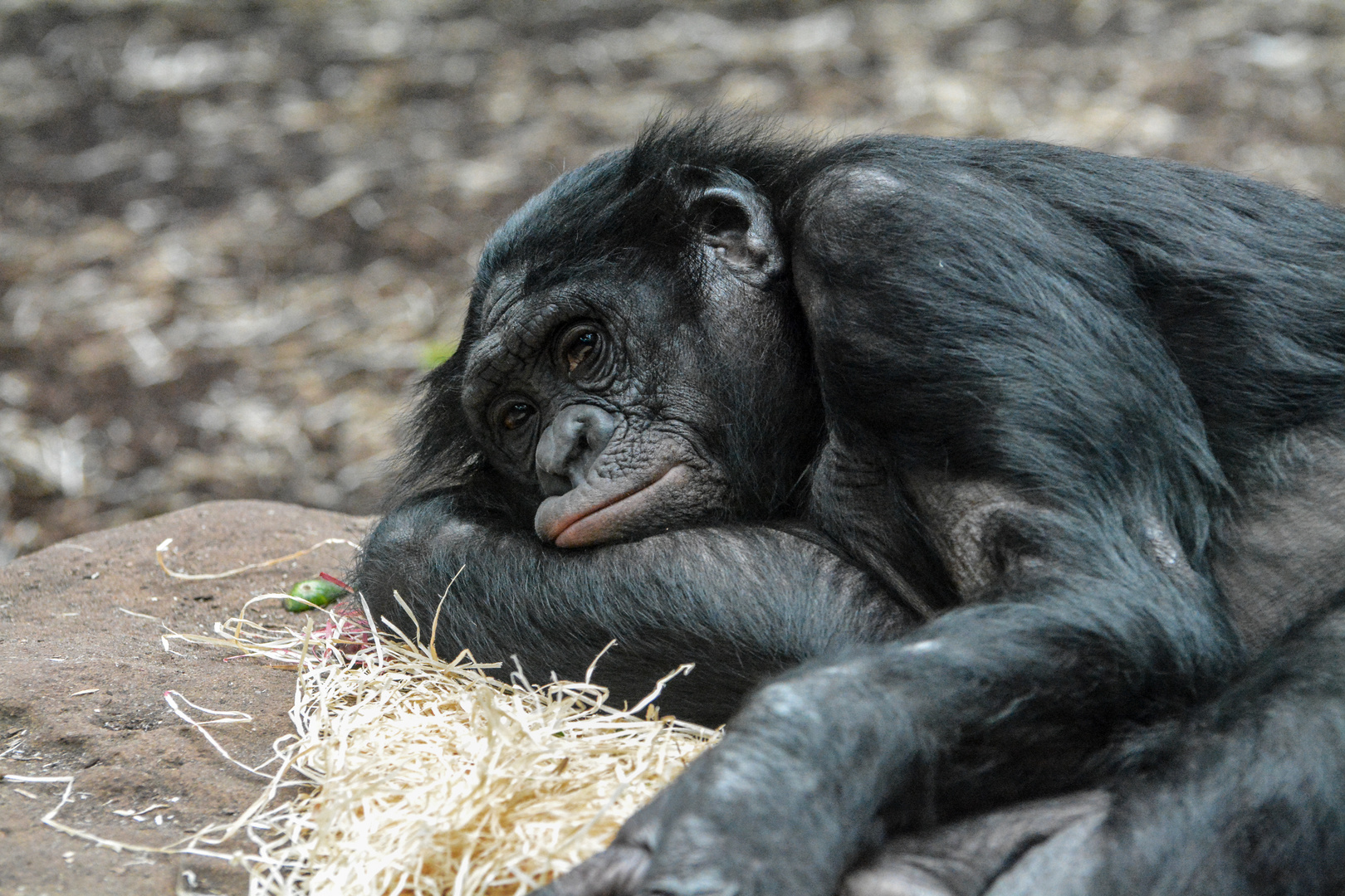 Ruhender Bonobo im Frankfurter Zoo