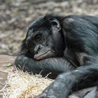 Ruhender Bonobo im Frankfurter Zoo