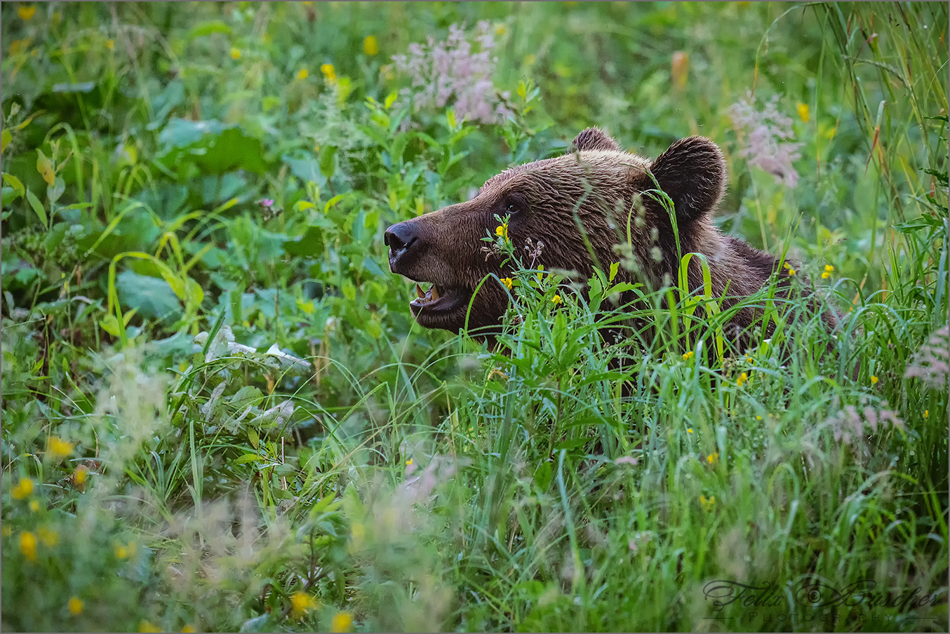 Ruhender Braunbär