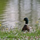 ruhender Erpel am Ufer des Weihers