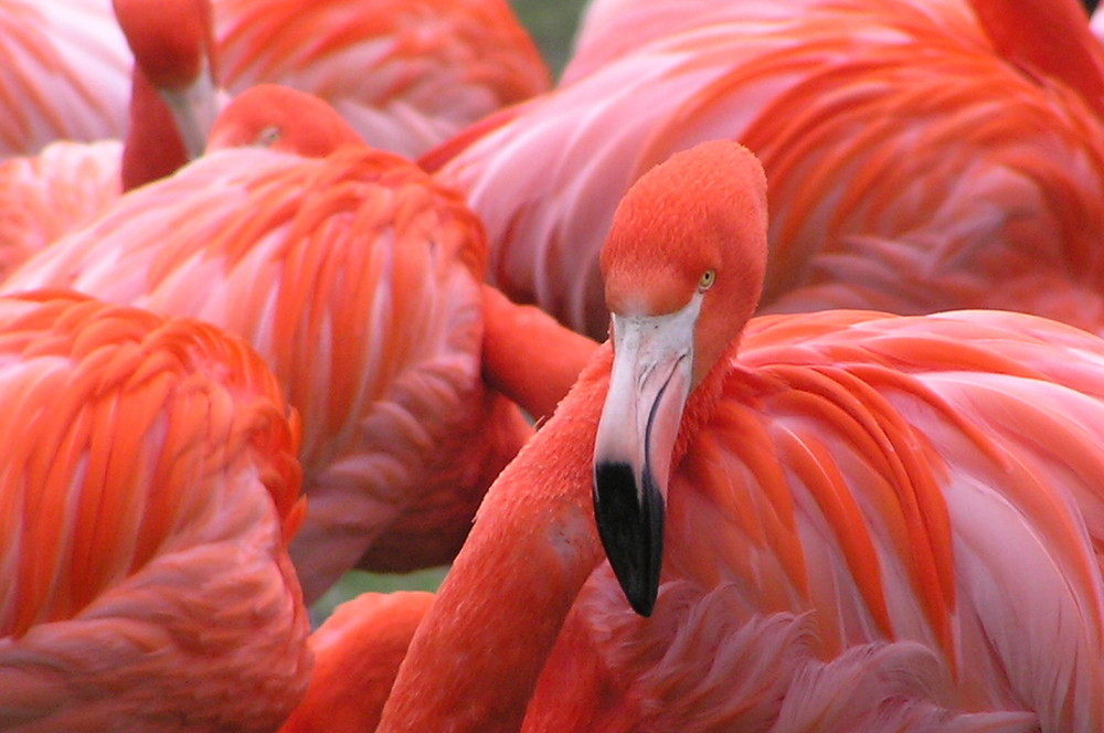 ruhender Flamingo