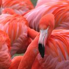 ruhender Flamingo