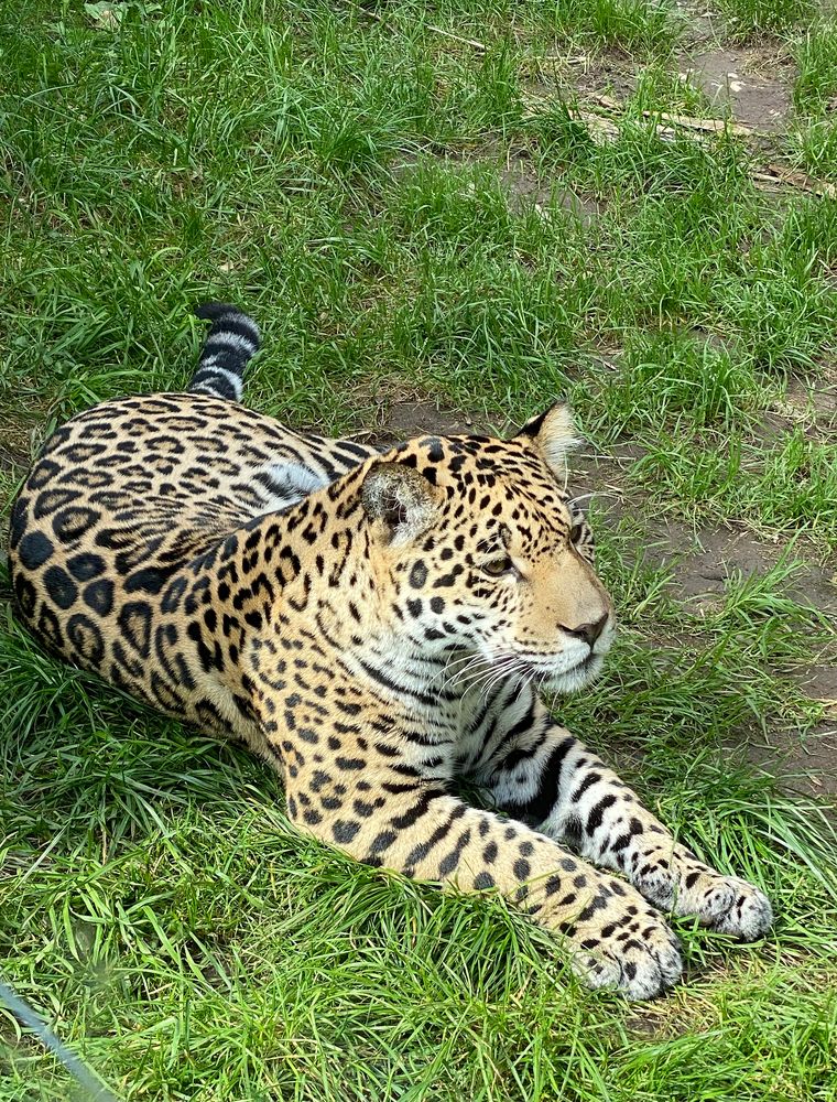 Ruhender Jaguar